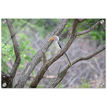 Load image into Gallery viewer, Acrylic Print | Africa (Botswana) - Hornbill