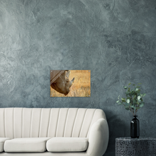 Load image into Gallery viewer, Acrylic Print | Africa (Botswana) - Rhino (Late Afternoon Graze)