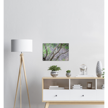Load image into Gallery viewer, Acrylic Print | Africa (Botswana) - Hornbill