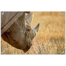 Load image into Gallery viewer, Acrylic Print | Africa (Botswana) - Rhino (Late Afternoon Graze)