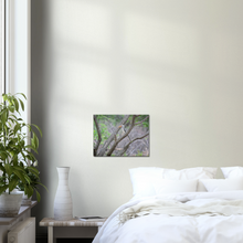 Load image into Gallery viewer, Canvas | Africa (Botswana) - Hornbill