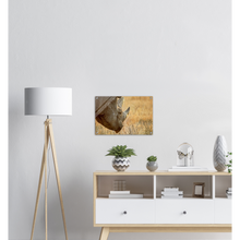 Load image into Gallery viewer, Acrylic Print | Africa (Botswana) - Rhino (Late Afternoon Graze)