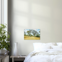 Load image into Gallery viewer, Acrylic Print | Africa (Botswana) - Baobabs