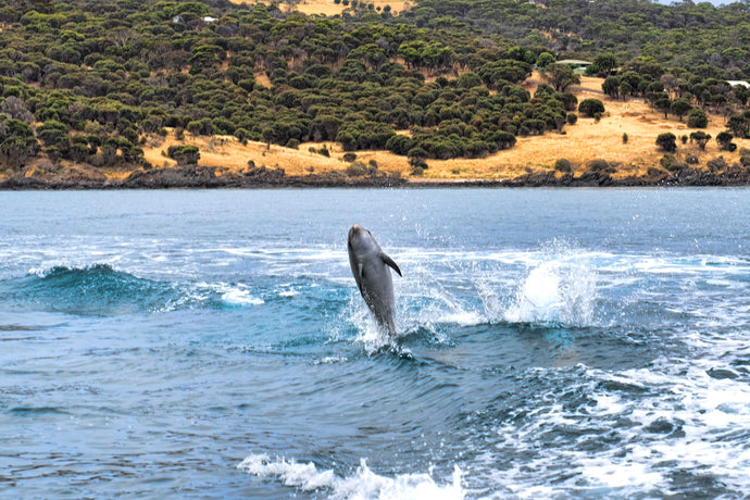 Dolphin Safari | Lavender Farm | Best Place To Eat - Kangaroo Island