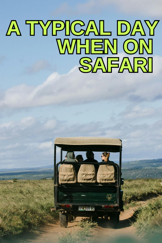 A Typical Day When On Safari 