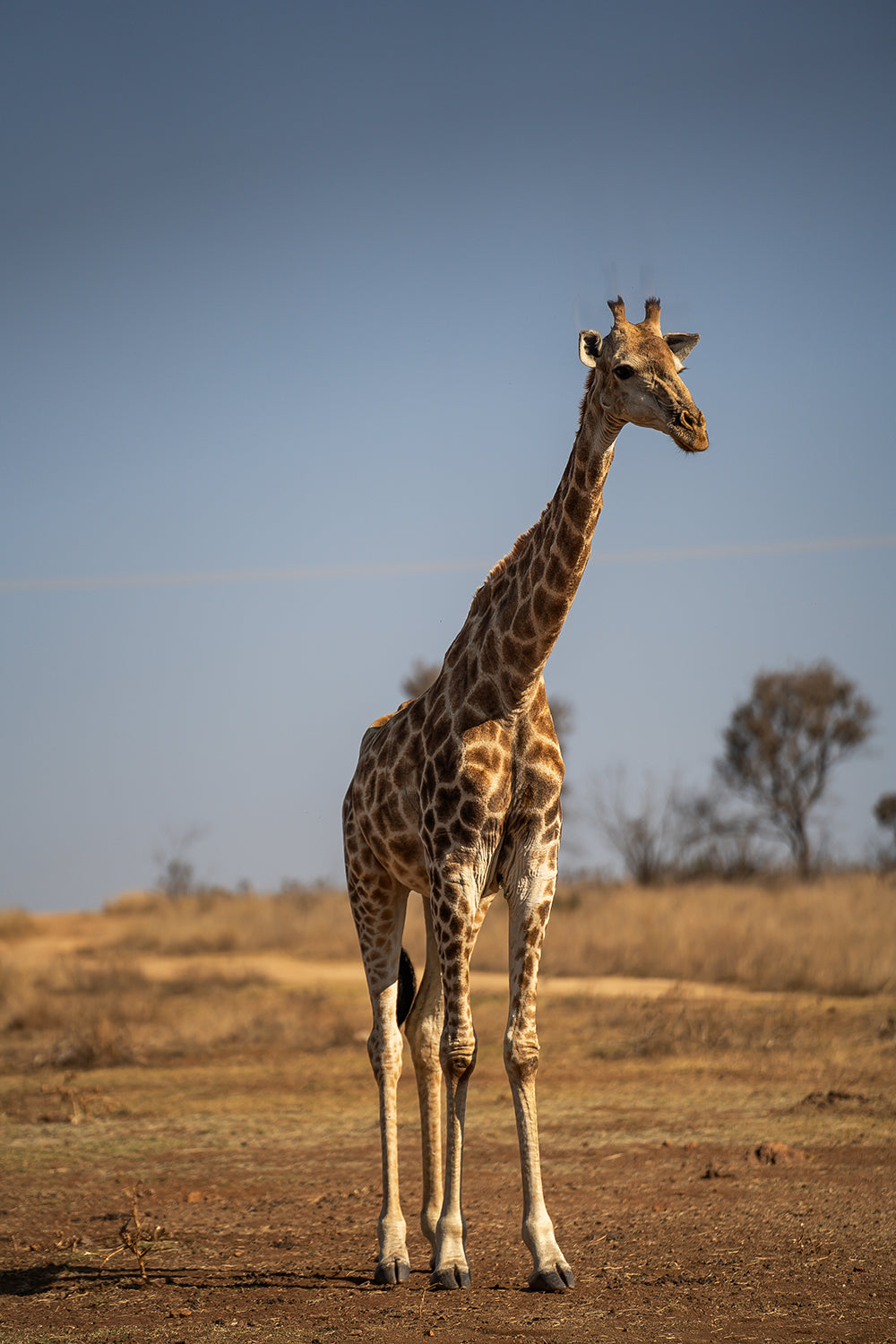 A Splendid Scene From The African Wild