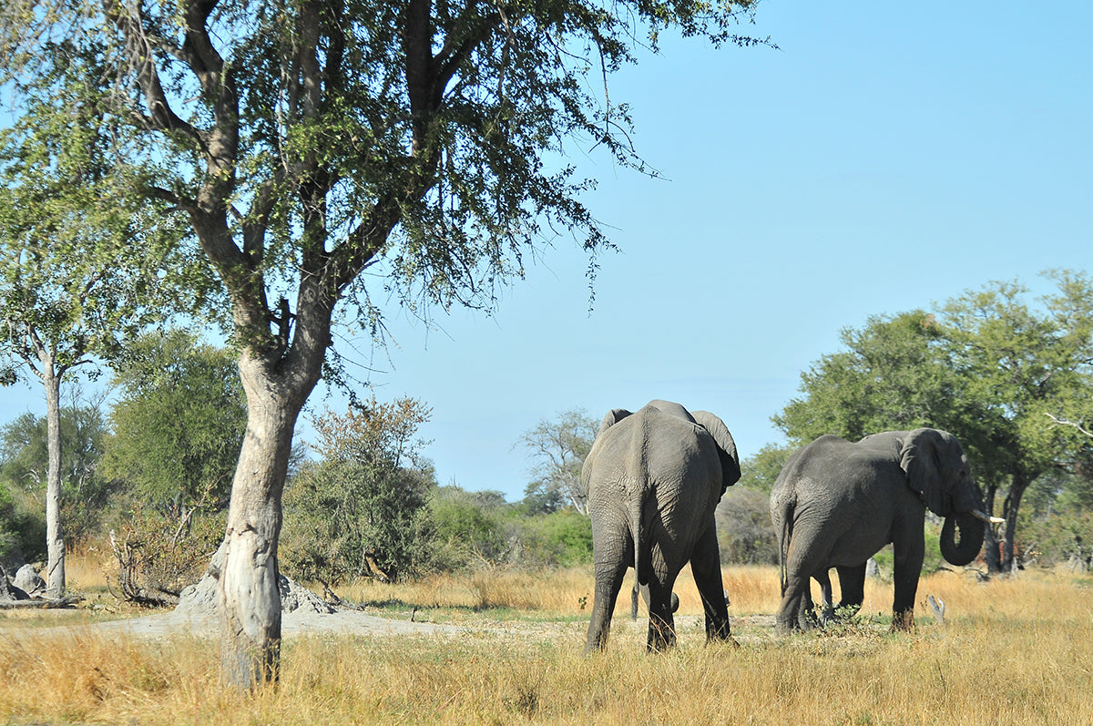 Africa Safari Tour