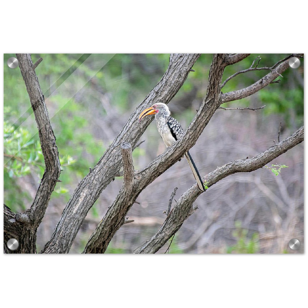 Acrylic Print | Africa (Botswana) - Hornbill