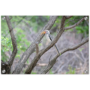 Acrylic Print | Africa (Botswana) - Hornbill