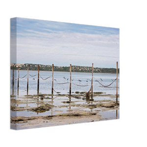 Canvas | South Australia - Birds On A Wire