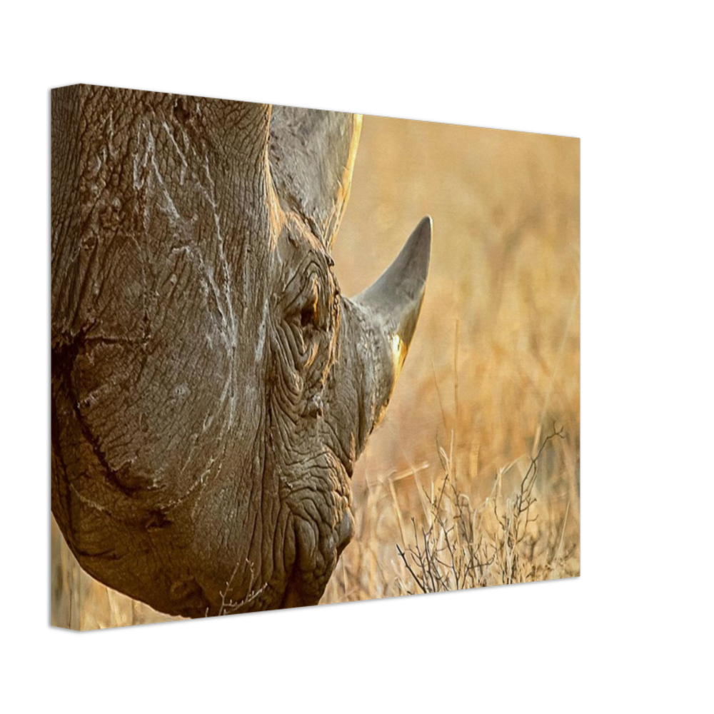 Canvas | Africa (Botswana) - Rhino (Late Afternoon Graze)