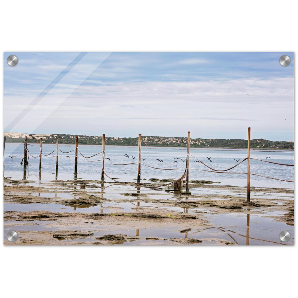 Acrylic Print | South Australia - Birds On A Wire