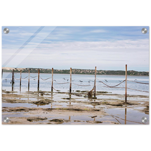 Acrylic Print | South Australia - Birds On A Wire