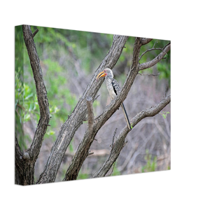 Canvas | Africa (Botswana) - Hornbill