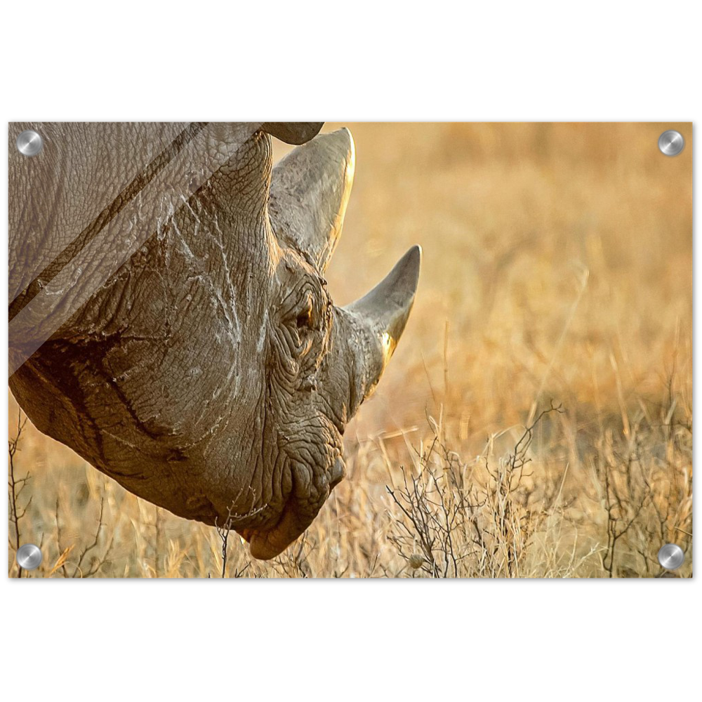 Acrylic Print | Africa (Botswana) - Rhino (Late Afternoon Graze)