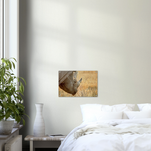 Acrylic Print | Africa (Botswana) - Rhino (Late Afternoon Graze)