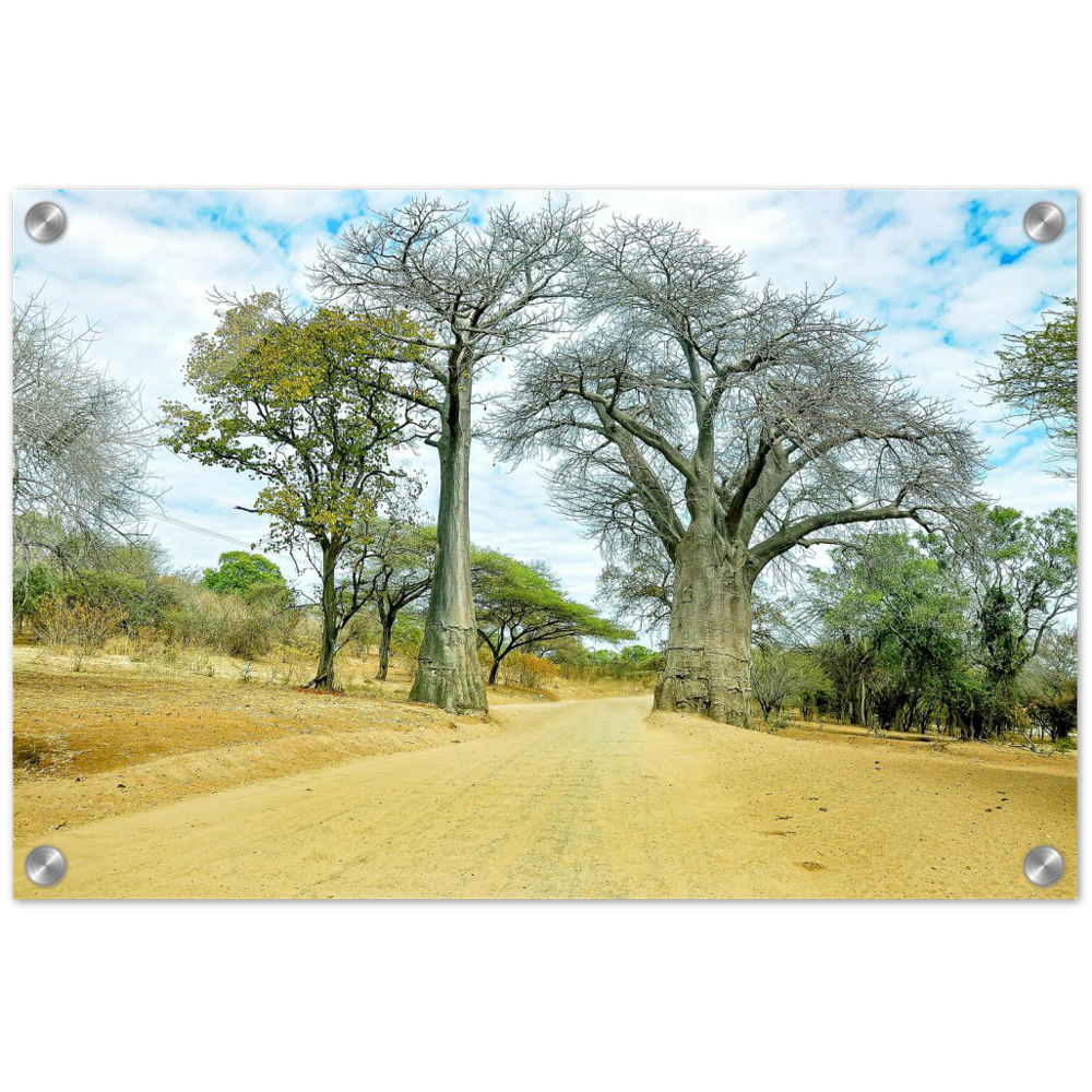 Acrylic Print | Africa (Botswana) - Baobabs