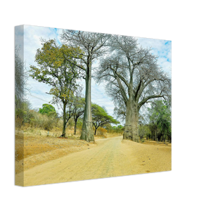 Canvas | Africa (Botswana) - Baobabs